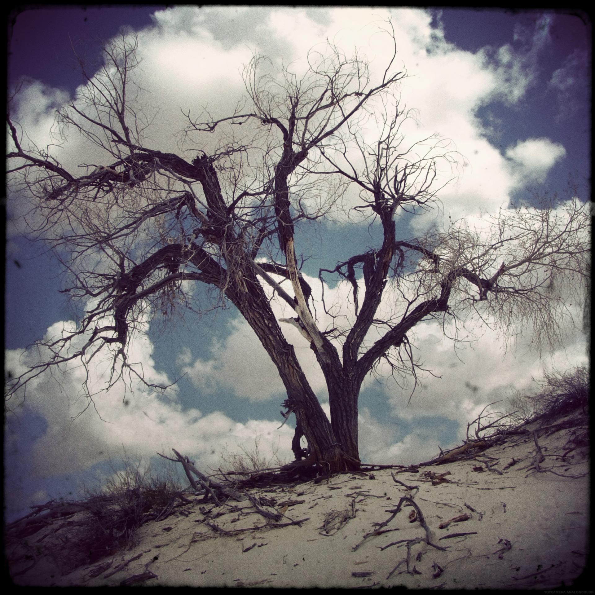 arbre musical